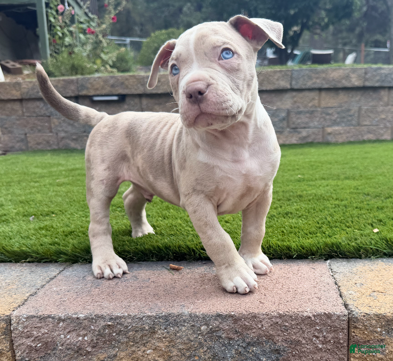 American Bully dogs Leo - Ad 24