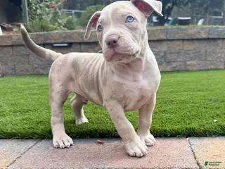 American Bully dogs Leo - Ad 6