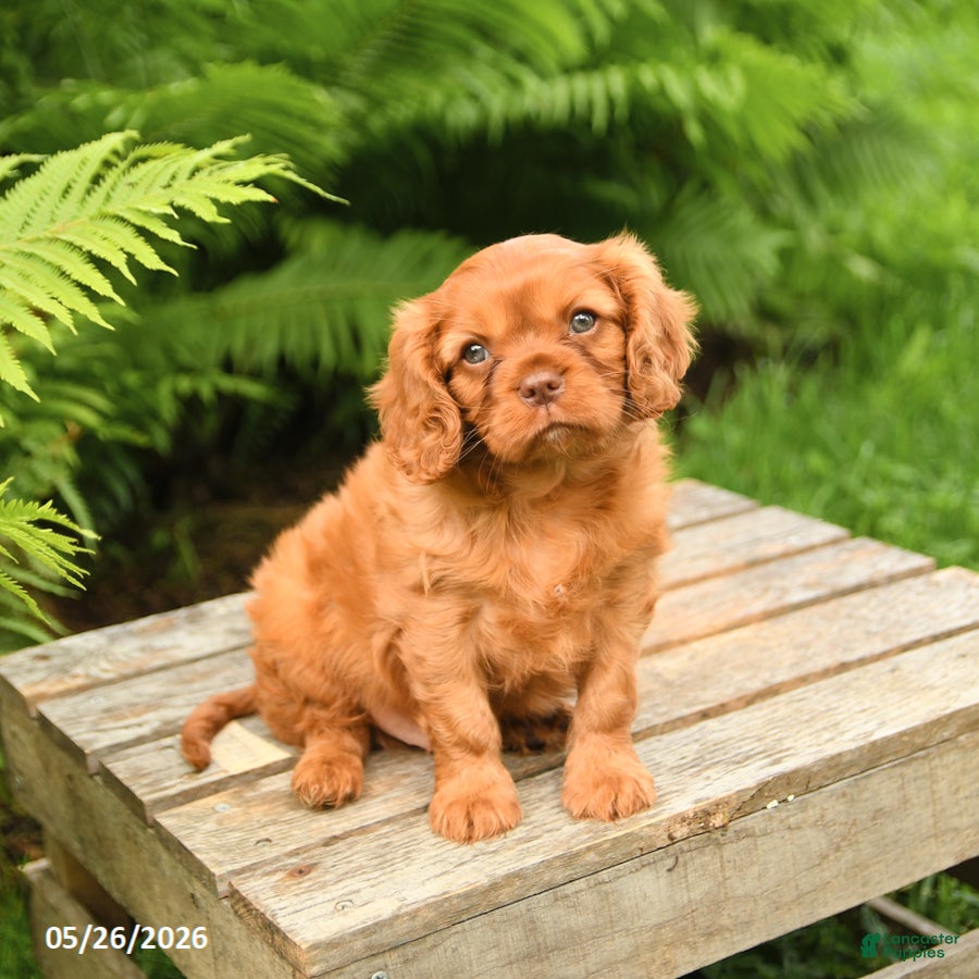 Cavalier King Charles Spaniel dogs Leo - Ad 2