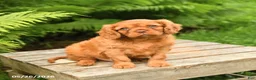 Cavalier King Charles Spaniel dogs for sale: Leo - Ad 2