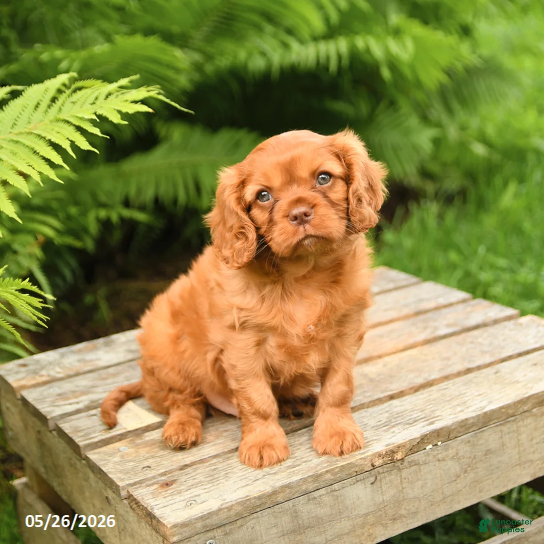Cavalier King Charles Spaniel dogs for sale: Leo - Ad 2