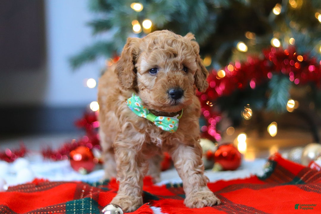 Mixed Breed dogs for sale: Griffin – Male (M7929) - Ad 5