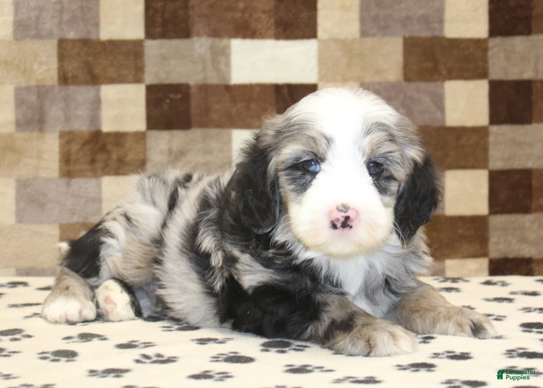 Mini Bernedoodle dogs for sale: Dawn - Ad 12