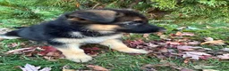 German Shepherd dogs for sale: Liberty - Ad 4
