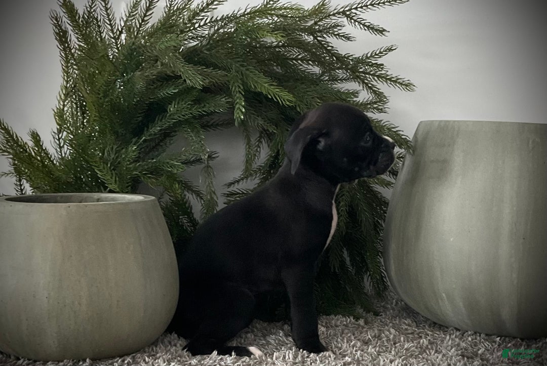 Boxer dogs for sale: Baily  - Ad 2