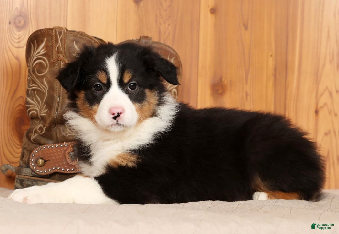 Australian Shepherd dogs for sale: Bonnie - Ad 4