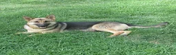 German Shepherd dogs for sale: Ranger - Ad 4