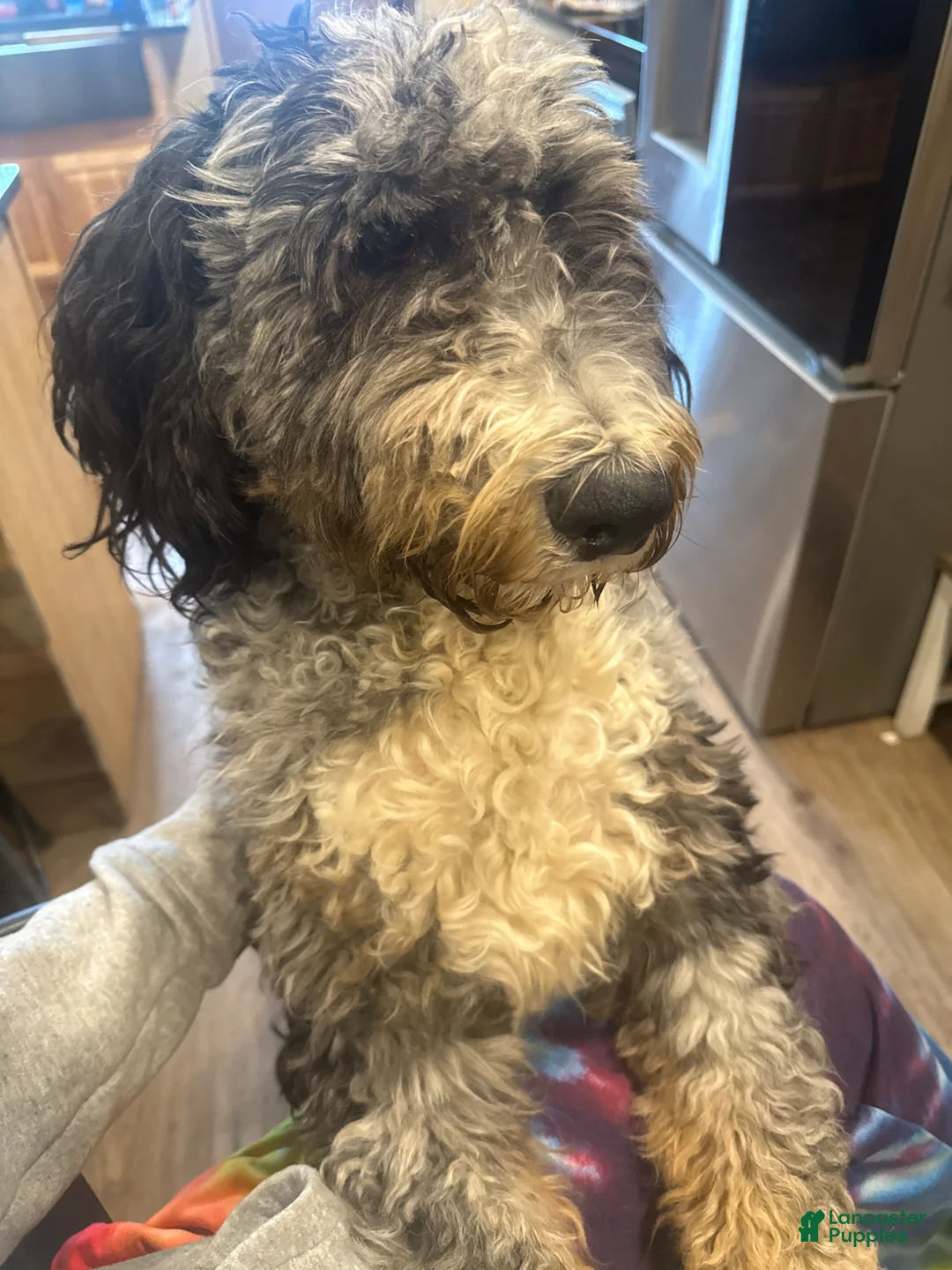 Mini Bernedoodle dogs for sale: Mini Bernedoodle Bryce - Ad 7