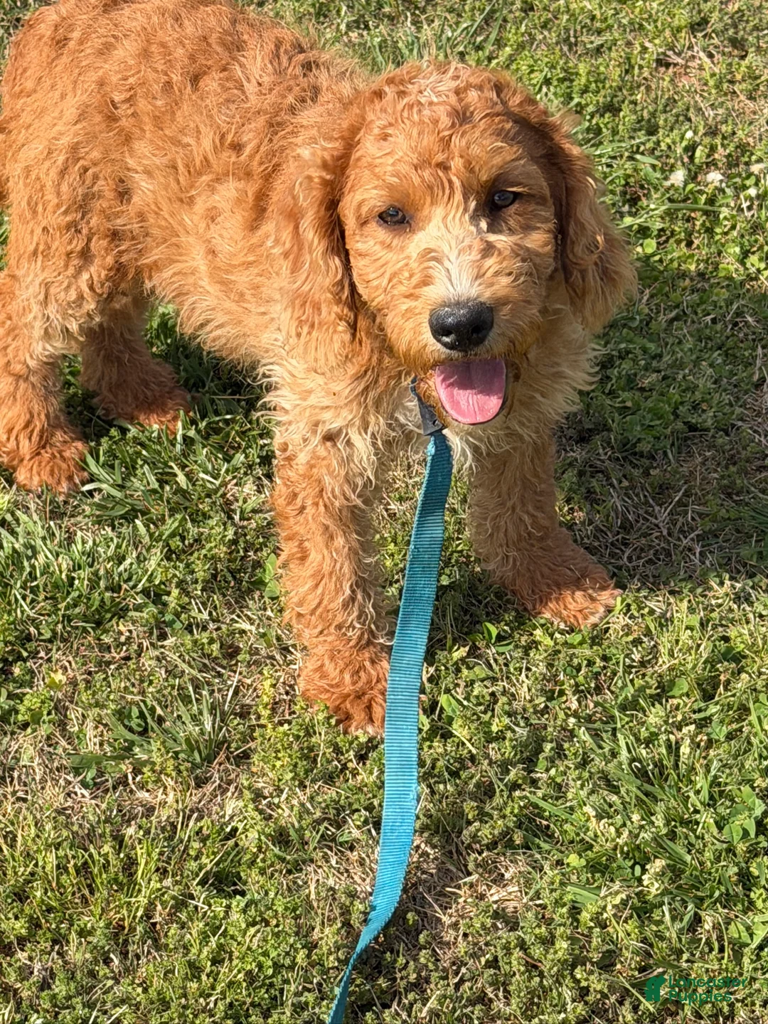 Labradoodle dogs for sale: Ben - Ad 4