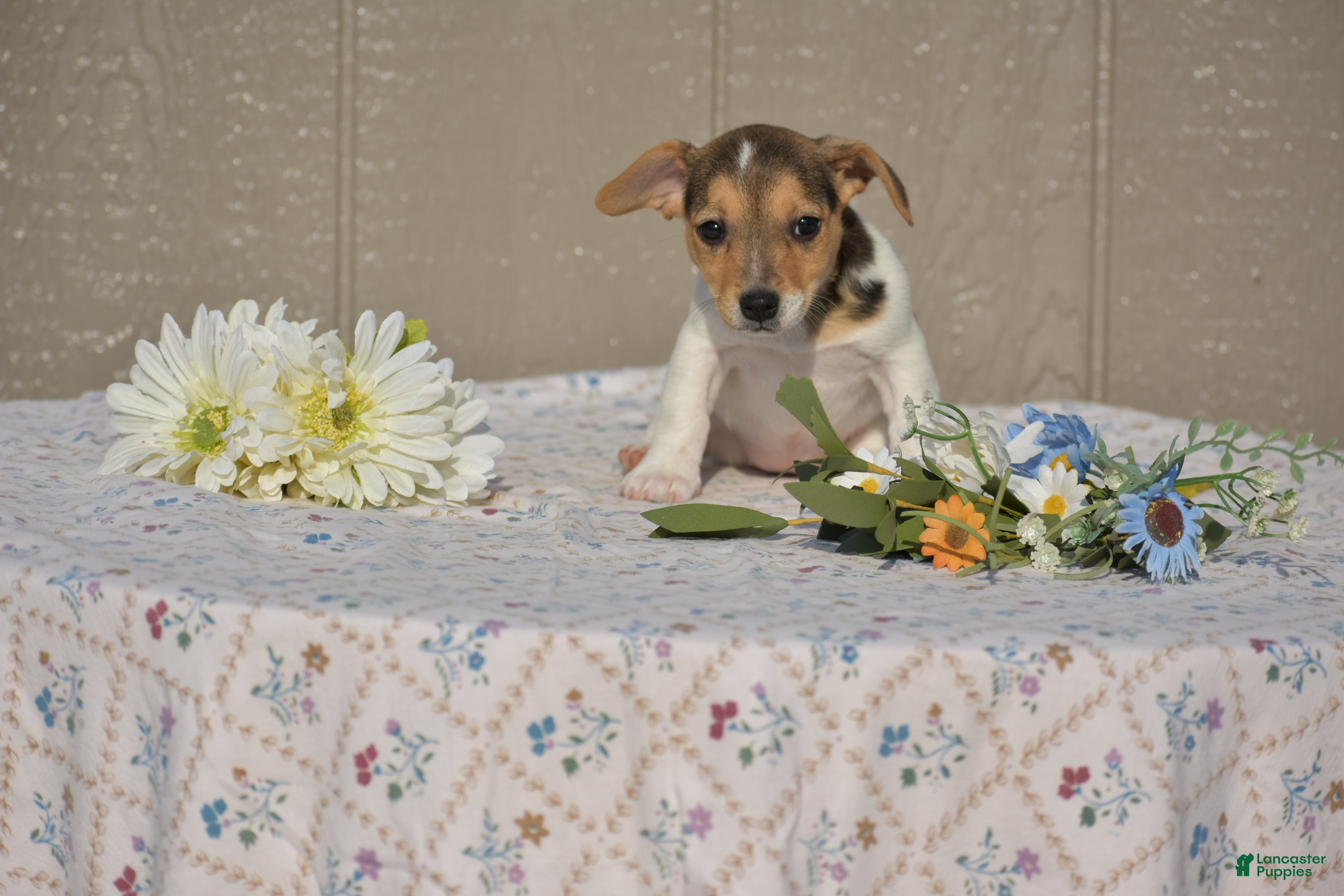 Jack Russell Terrier dogs for sale: Sandy - Ad 3