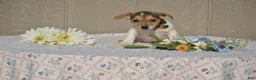 Jack Russell Terrier dogs for sale: Sandy - Ad 1