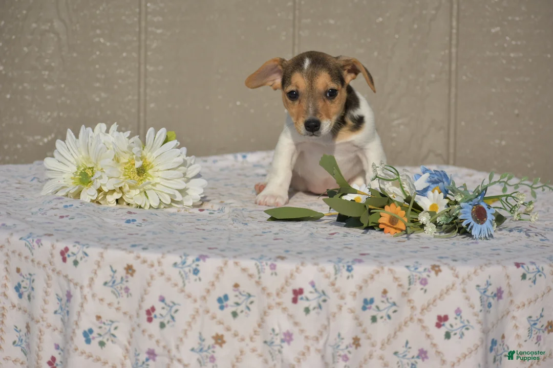 Jack Russell Terrier dogs for sale: Sandy - Ad 1