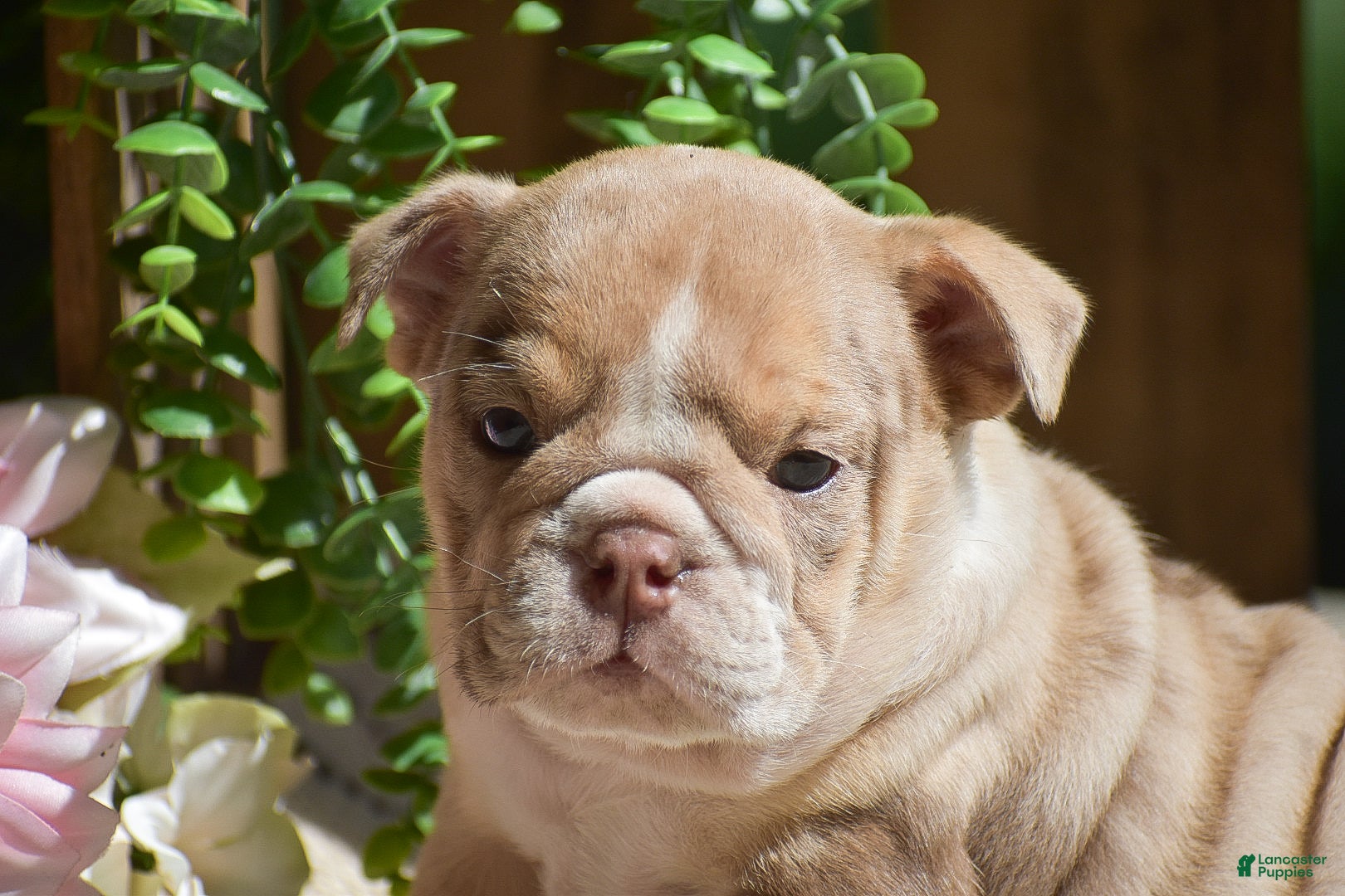 English Bulldog dogs Molly - Ad 2