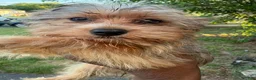 Yorkshire Terrier dogs for sale: Yorkshire Terrier 2 - Ad 11