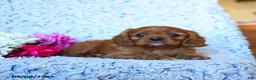 Cavalier King Charles Spaniel dogs for sale: Ziggy - Ad 5