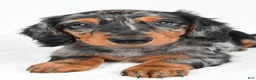 Miniature Dachshund dogs for sale: Captain - Ad 3