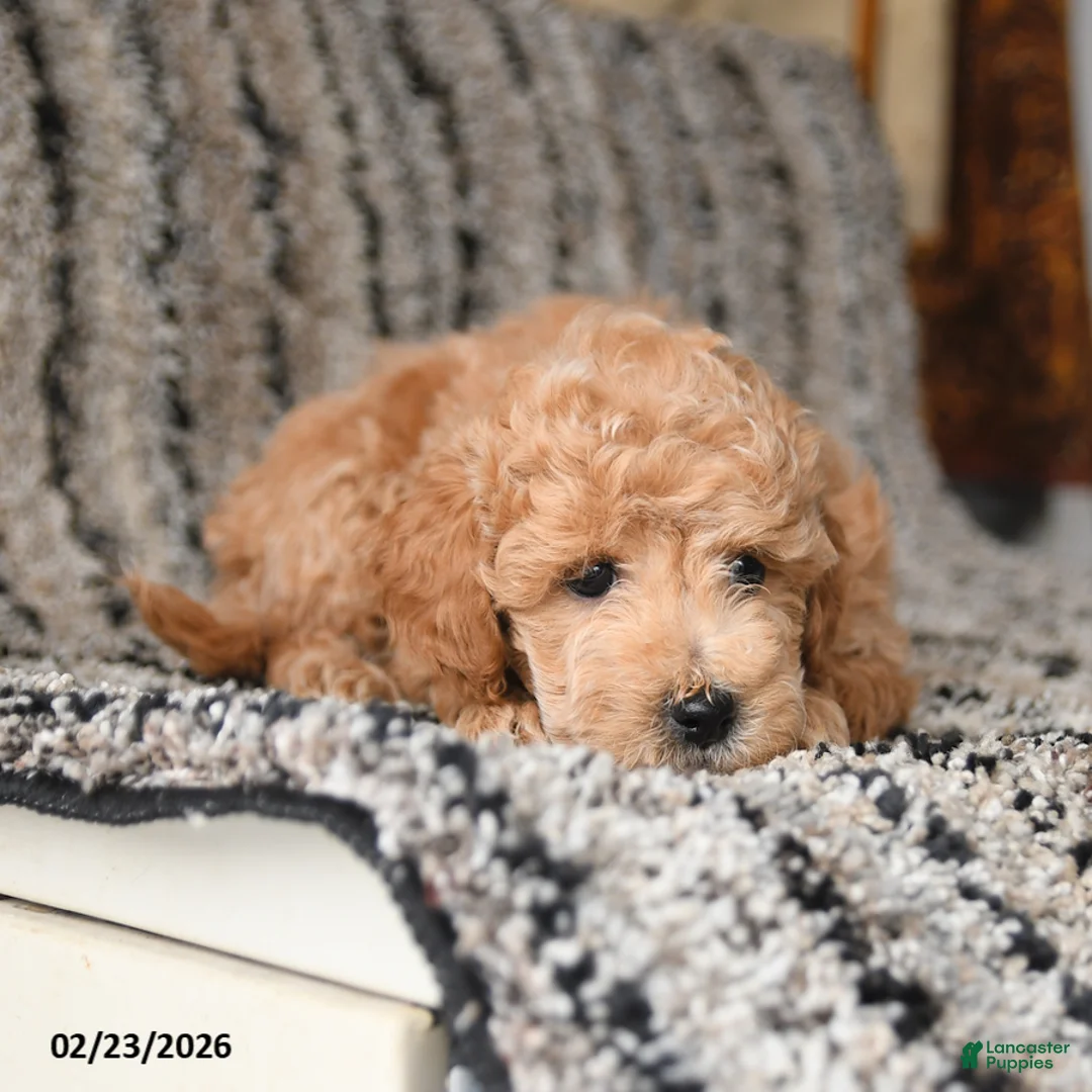 Bichpoo dogs for sale: Fancy - Ad 3