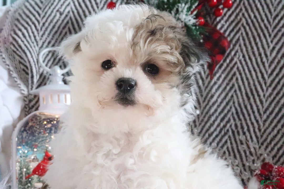 Pomapoo dogs for sale: Chloe - Ad 1