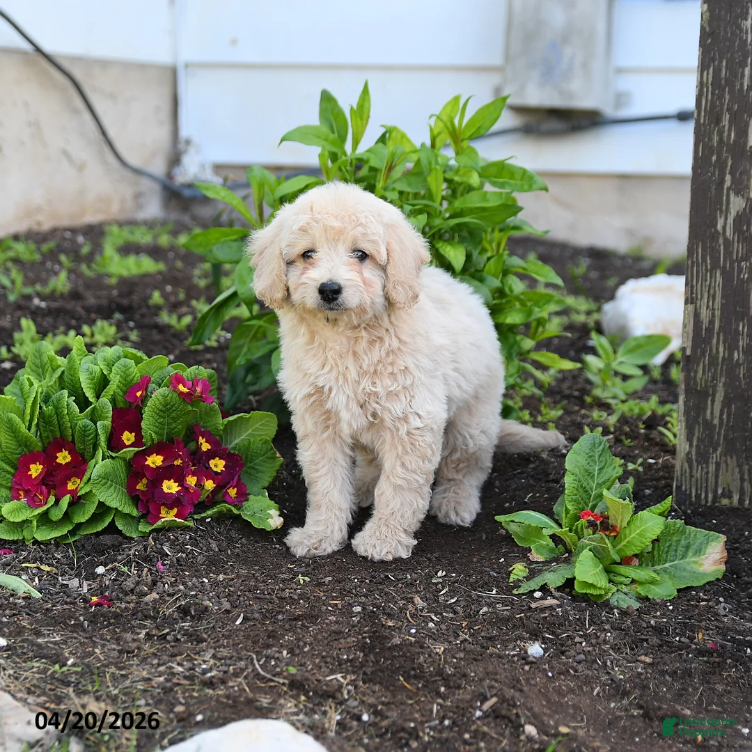 Miniature Labradoodle dogs for sale: Jenny - Ad 2