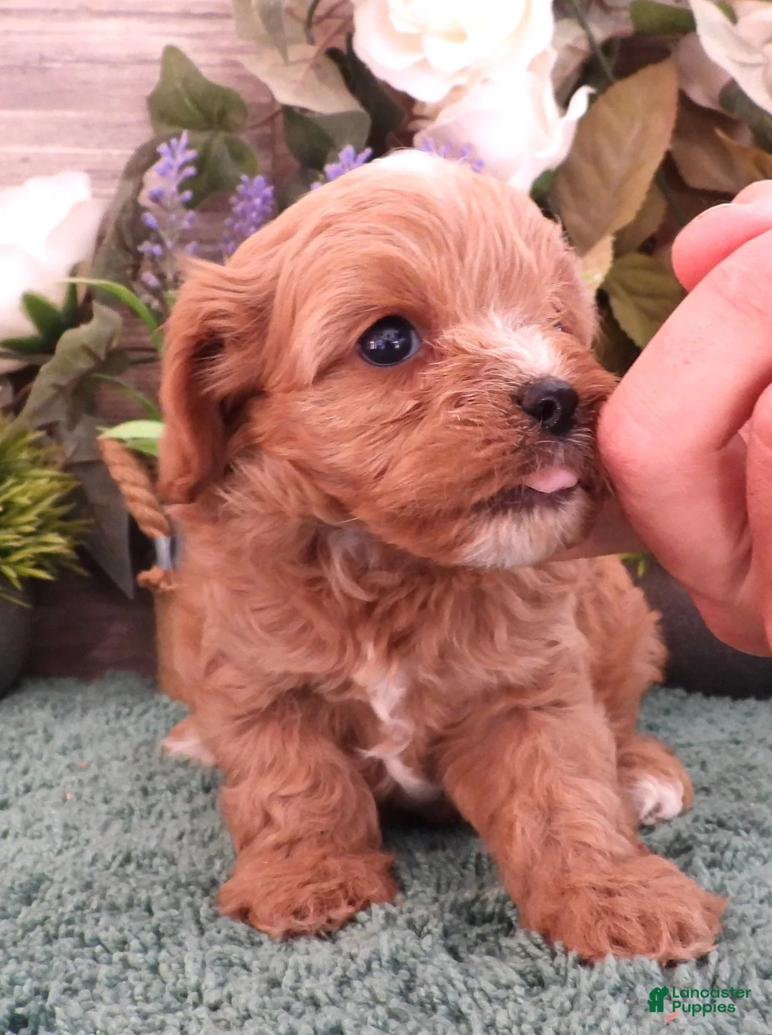 Cavapoo dogs for sale: Ginger #3 Male - Ad 2