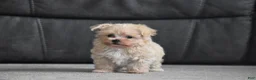 Maltipoo dogs for sale: Leo - Ad 8