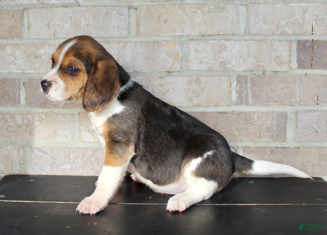 Beagle dogs for sale: Pokey - Ad 2