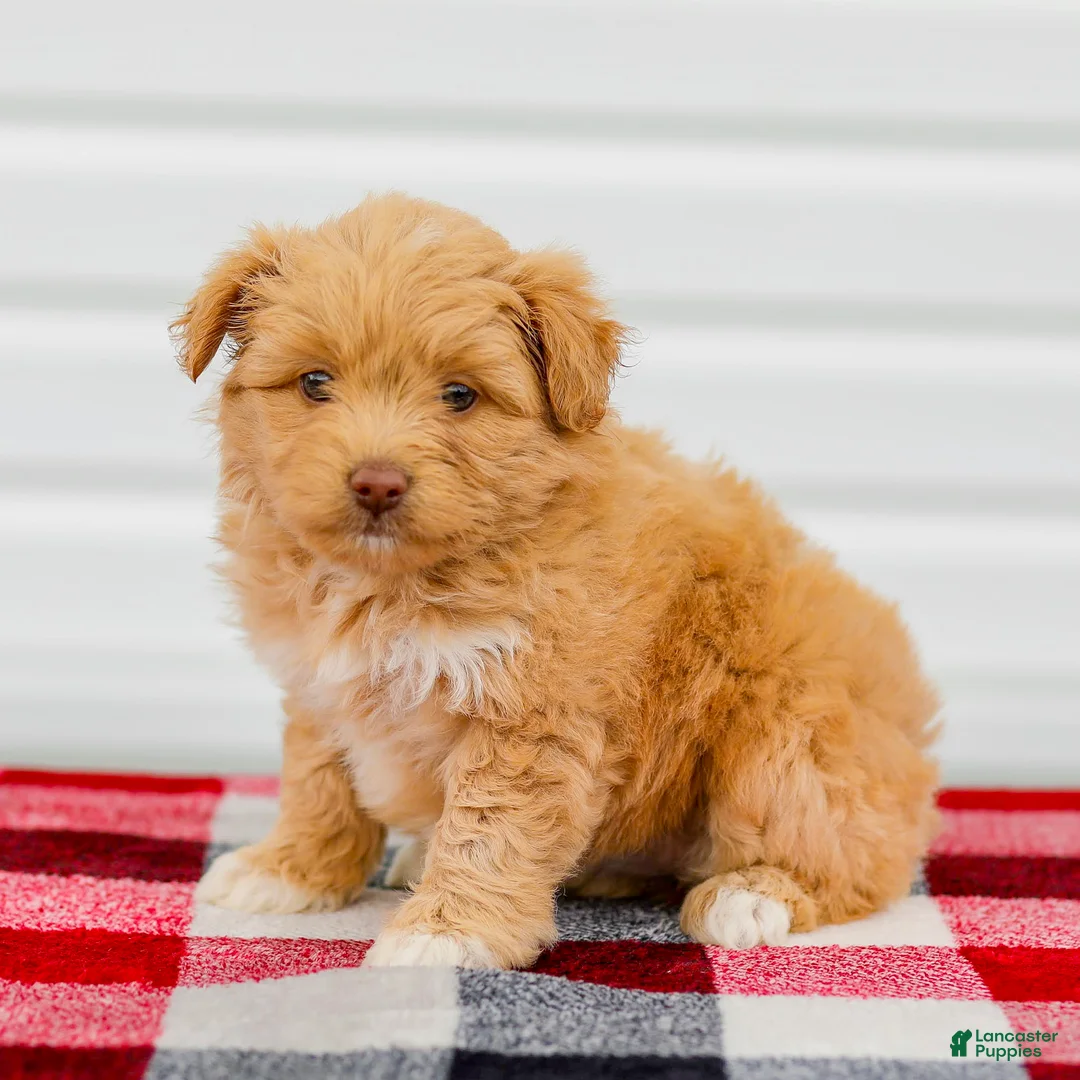 Mini Aussiedoodle dogs for sale: Caramel - Ad 1