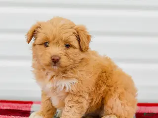 Mini Aussiedoodle dogs for sale: Caramel - Ad 2
