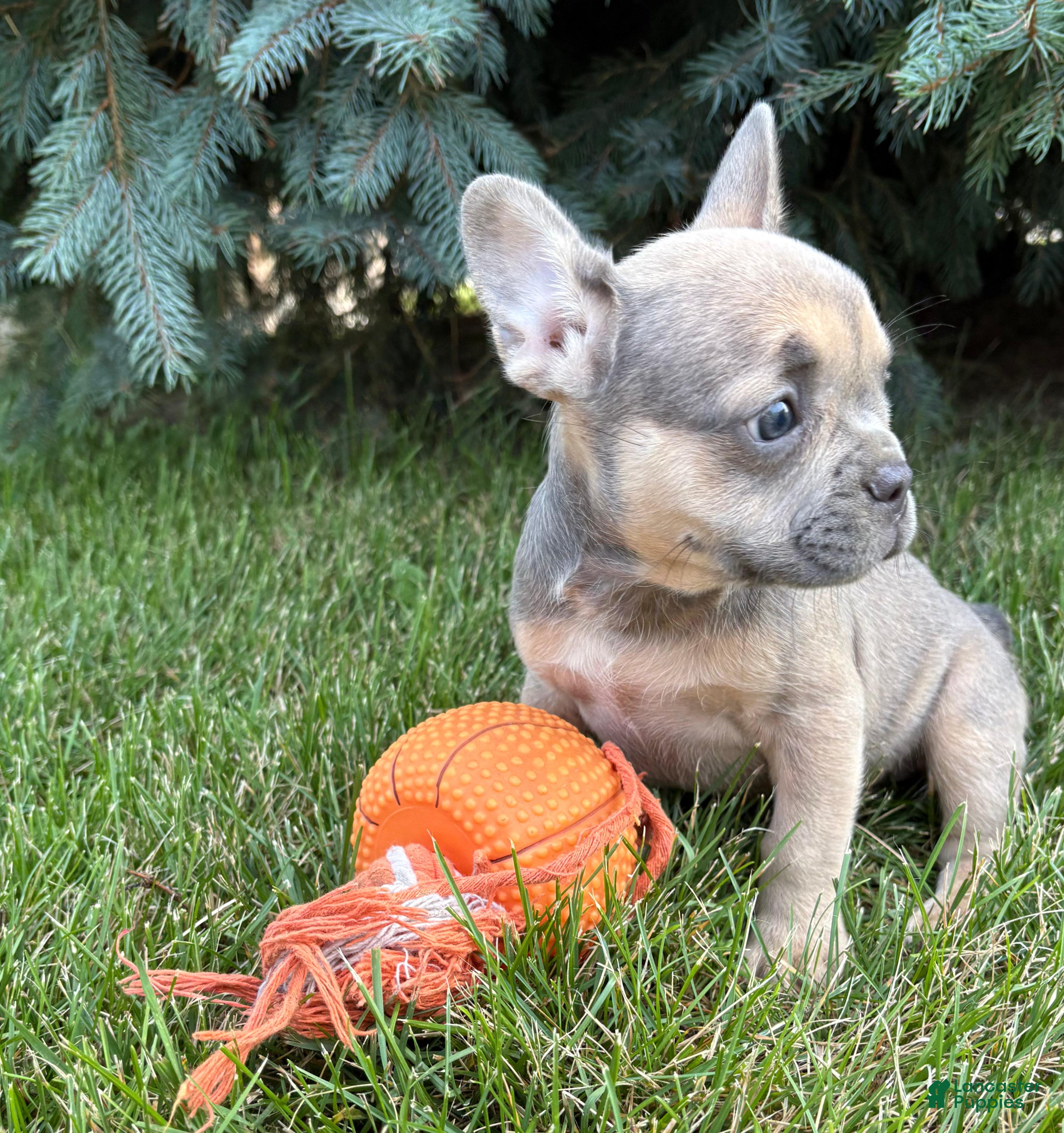 French Bulldog dogs Dahlia - Ad 2
