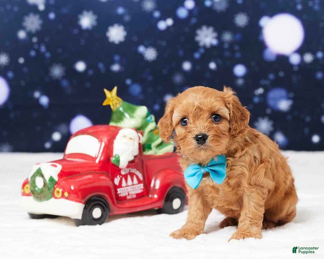 Cavapoo dogs for sale: Butler - Ad 1