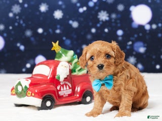 Cavapoo dogs Butler - Ad 23