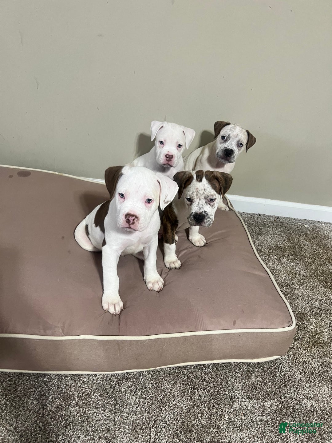 Mixed Breed dogs for sale: Mixed Breed Puppy 4 - Ad 10