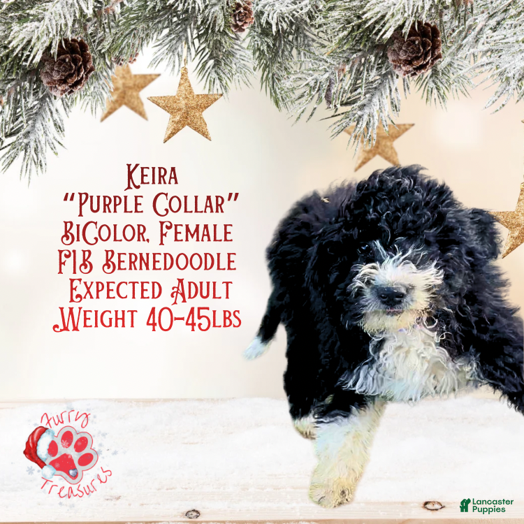 Mini Bernedoodle dogs Keira “Lavender Collar” Female - Ad 39