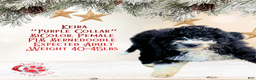 Mini Bernedoodle dogs for sale: Keira “Lavender Collar” Female - Ad 1