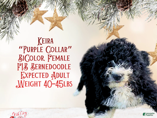 Mini Bernedoodle dogs Keira “Lavender Collar” Female - Ad 39