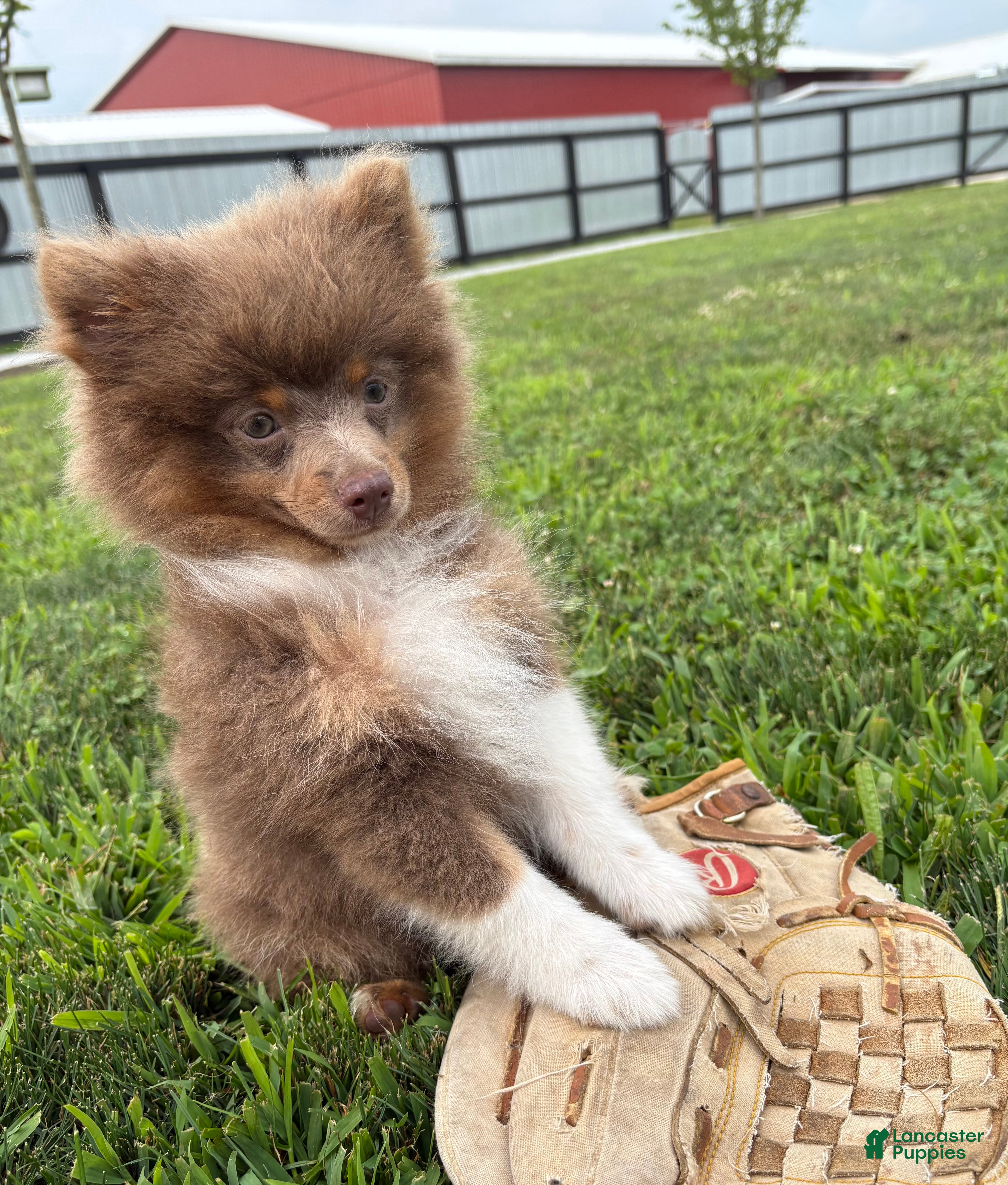 Pomeranian dogs Felix - Ad 2