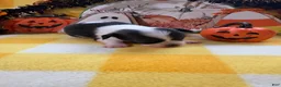Chihuahua dogs for sale: Chihuahua 2 - Ad 4