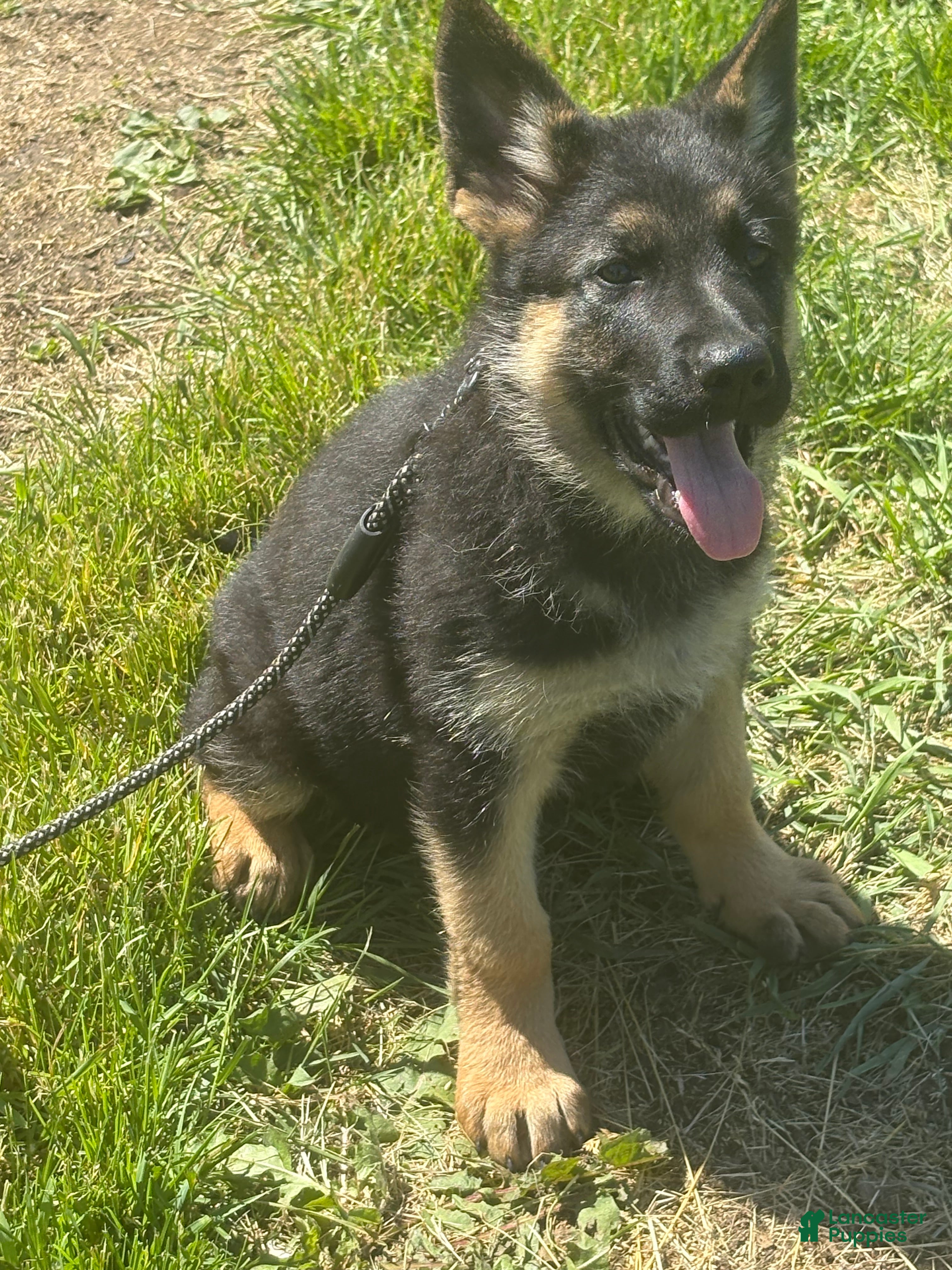 German Shepherd dogs Lime Collar Female - Ad 1