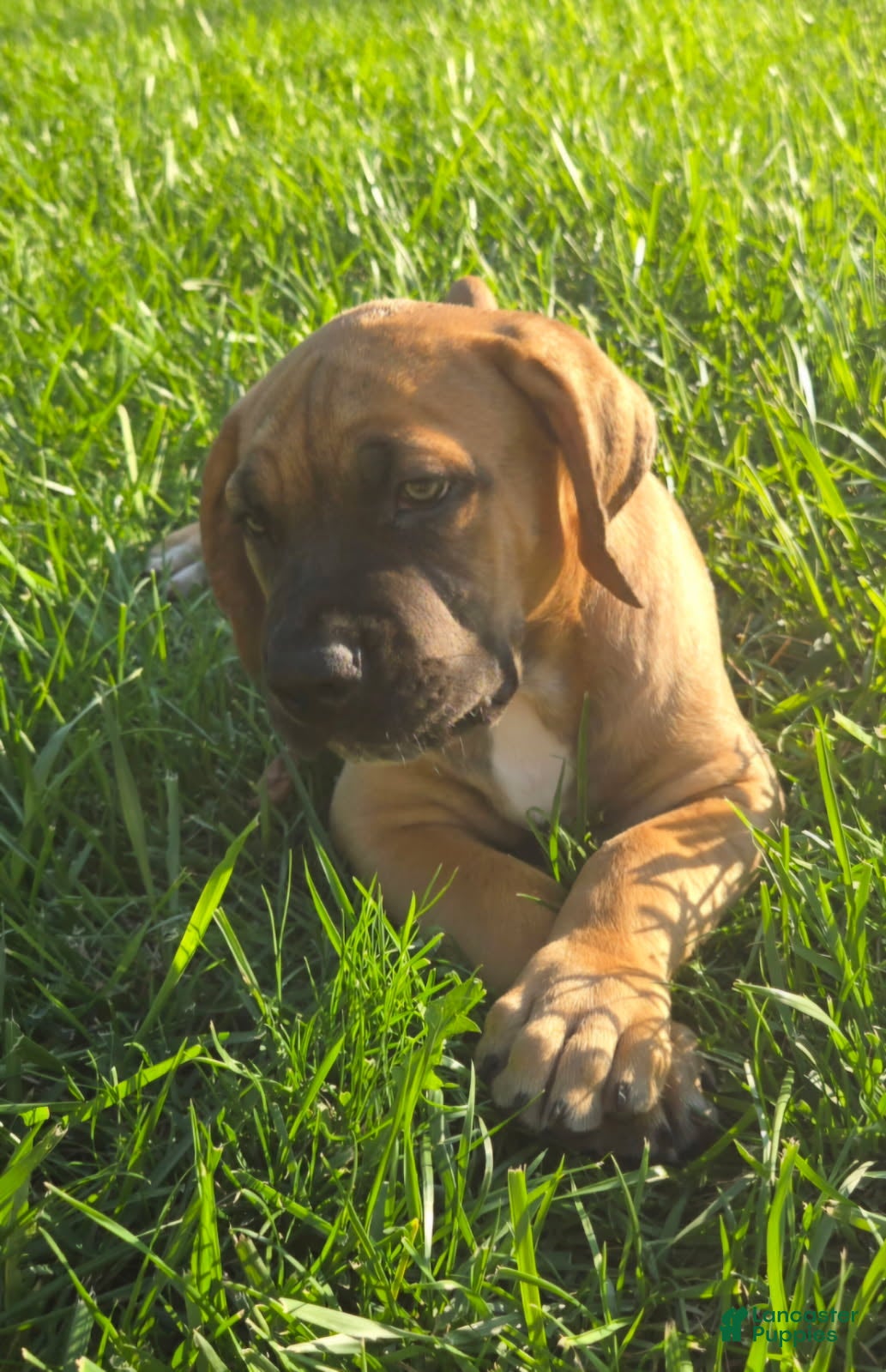 South African Boerboels dogs for sale: Boerboel Female 1 - Ad 1