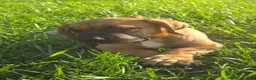 South African Boerboels dogs for sale: Boerboel Female 1 - Ad 1