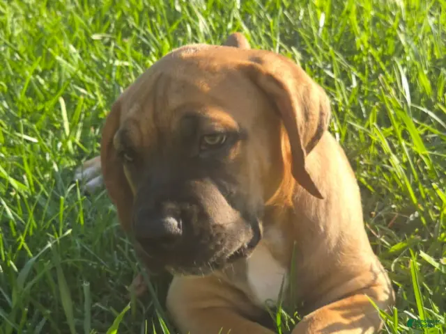 South African Boerboels dogs for sale: Boerboel Female 1 - Ad 1