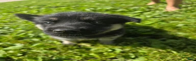 Gerberian Shepsky 3