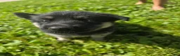 Gerberian Shepsky dogs for sale: Gerberian Shepsky 3 - Ad 1