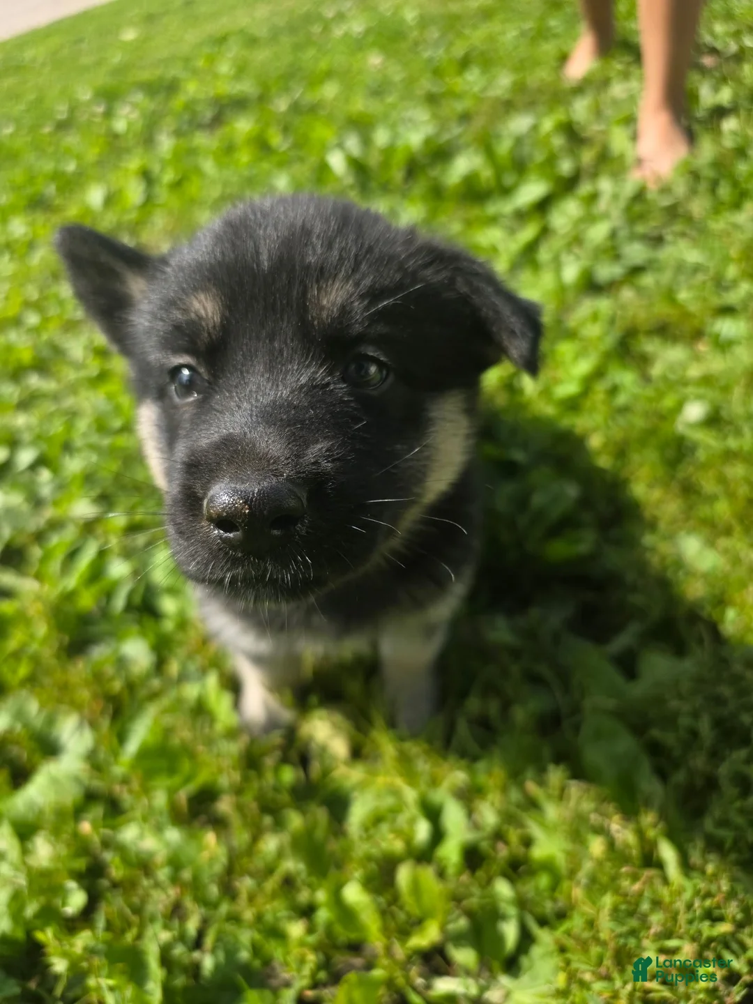 Gerberian Shepsky dogs for sale: Gerberian Shepsky 3 - Ad 1