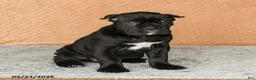 Cane Corso dogs for sale: Ramona - Ad 4