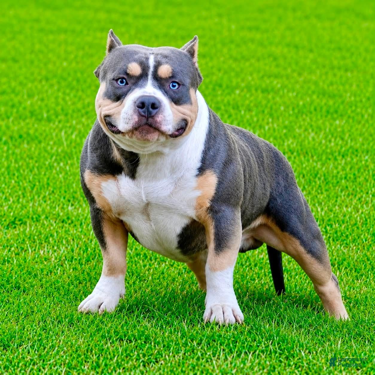 American Bully dogs for stud: Chop and Nelly - Ad 2
