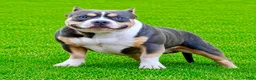 American Bully dogs for stud: Chop and Nelly - Ad 1