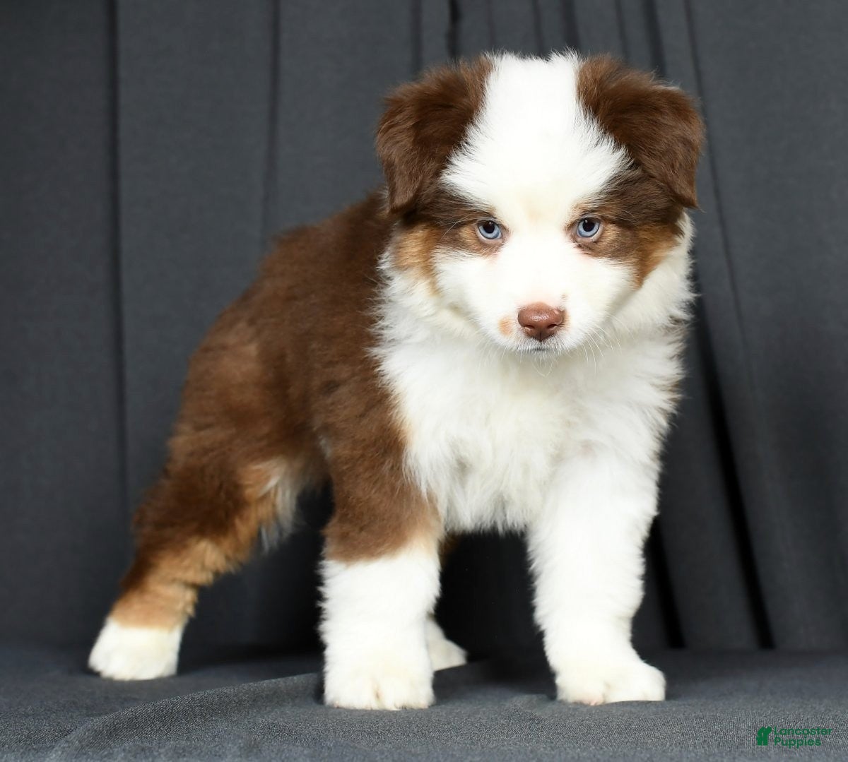 For Sale Mini Aussie Litter Size Weeks Older Mini Aussie For Sale