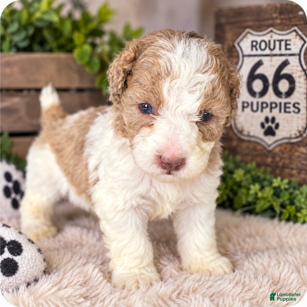 Miniature Poodle dogs Miniature Poodle 3 - Ad 1