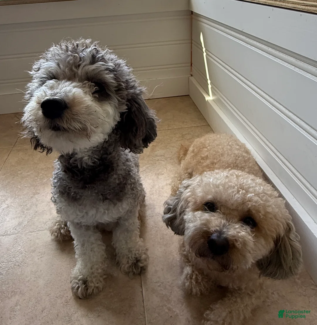 Toy Poodle dogs for sale: Toy Poodle Puppy 5 - Ad 2